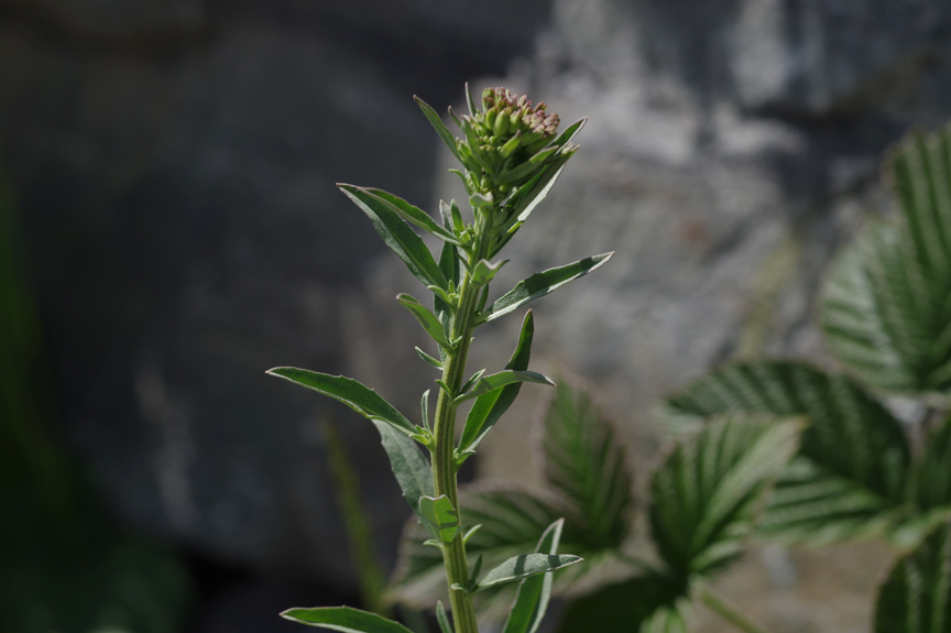 Erysimum virgatum Gewöhnlicher RutenSchöterich